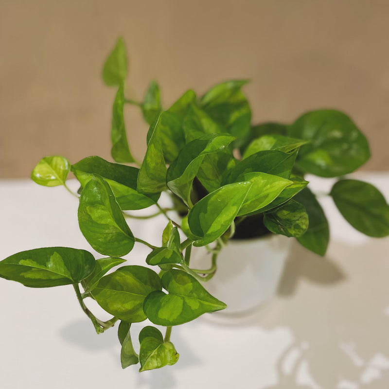 pothos global green Global Green Pothos – The Terracotta Room