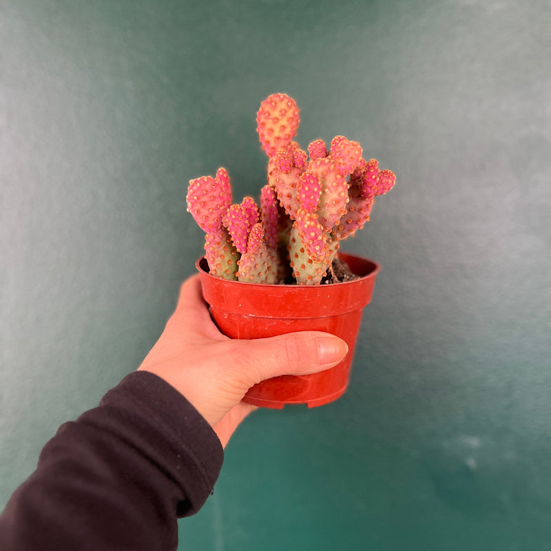 opuntia succulent Opuntia Cactus – The Terracotta Room