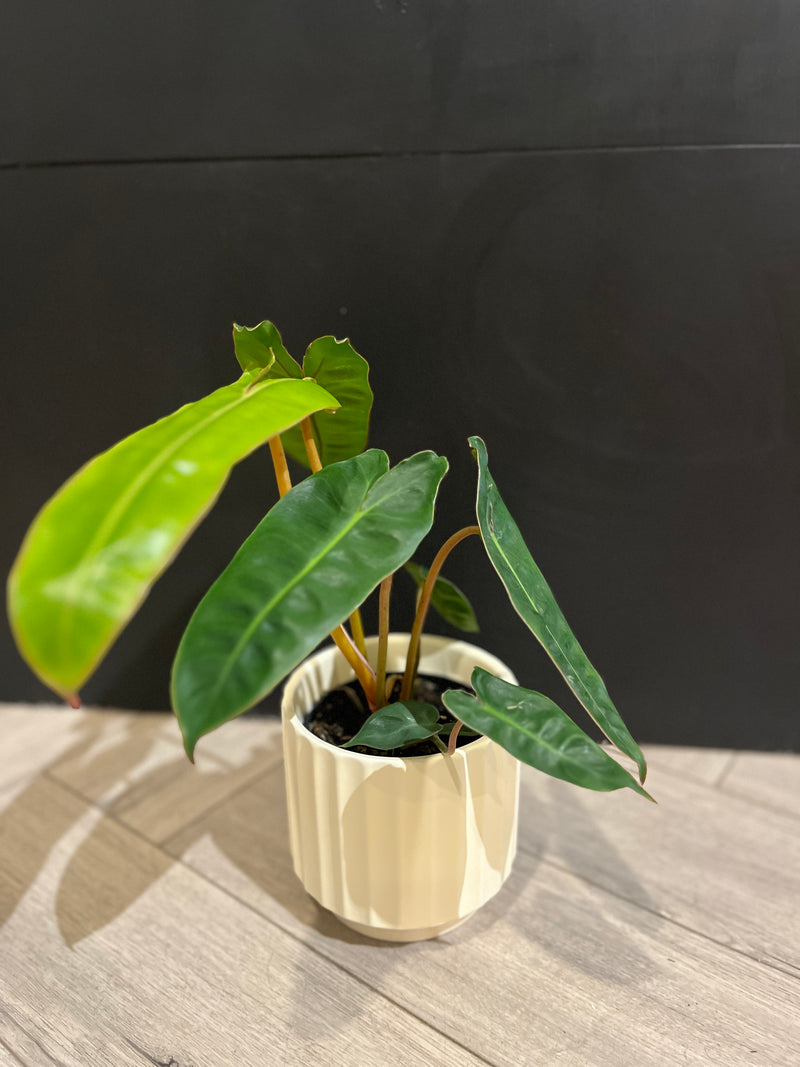 philodendron billietiae Philodendron Billietiae – The Terracotta Room