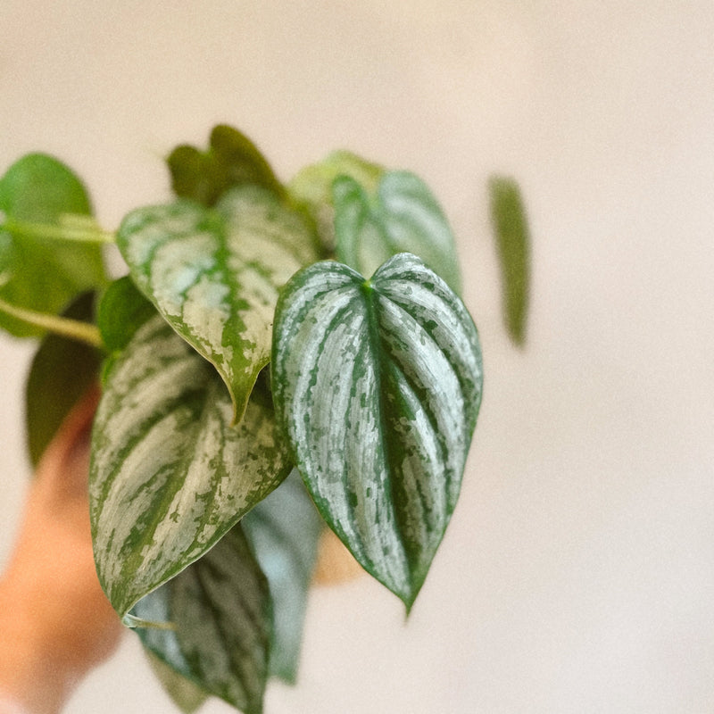 philodendron brandi vs brandtianum Philodendron Brandtianum 'Brandi' – The Terracotta Room