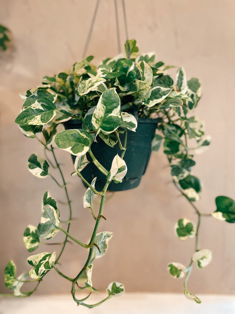 pothos n joy soil Pothos 'N Joy' – The Terracotta Room