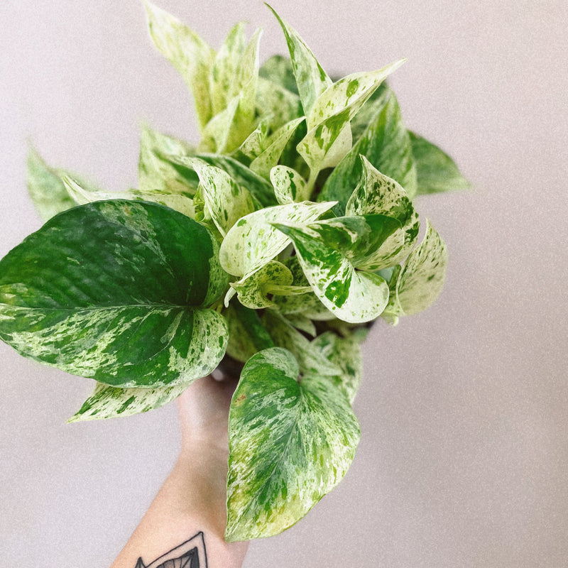 marble queen potho Marble Queen Pothos – The Terracotta Room