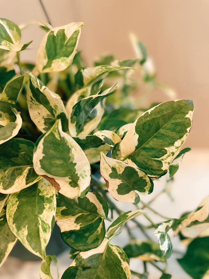 pothos n joy soil Pothos 'N Joy' – The Terracotta Room