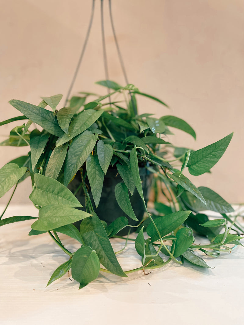 cebu blue pothos pet safe Cebu Blue Pothos – The Terracotta Room