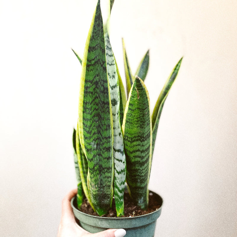 black gold snake plant care Snake Plant (Black + Gold) – The Terracotta Room