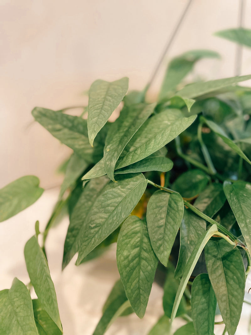 cebu blue pothos for sale Cebu Blue Pothos – The Terracotta Room