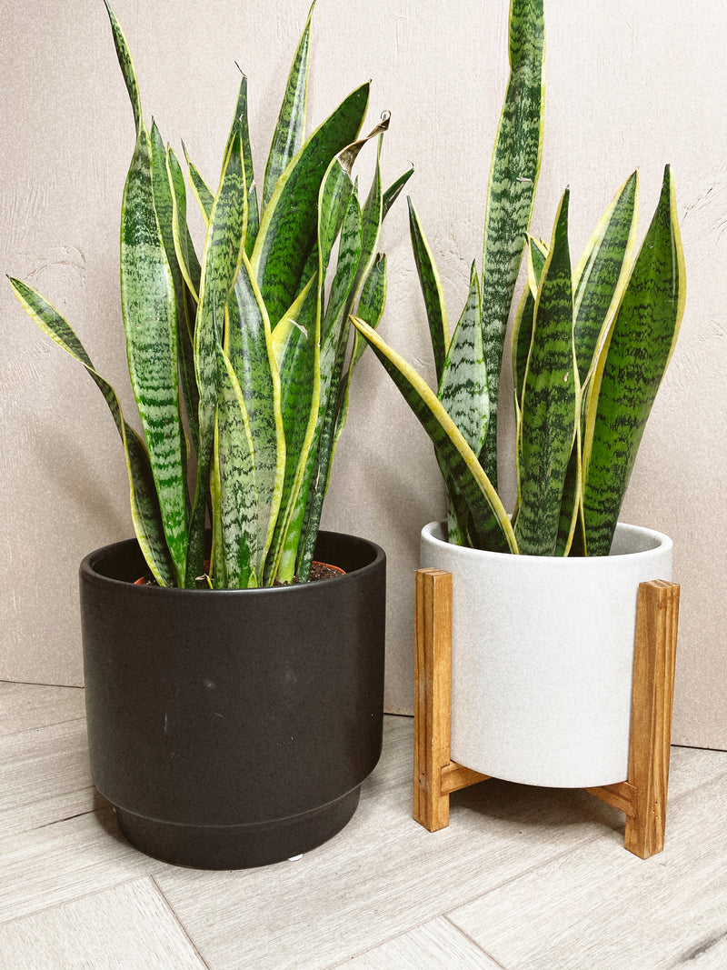 snake plant in gold pot Snake Plant (Black + Gold) – The Terracotta Room
