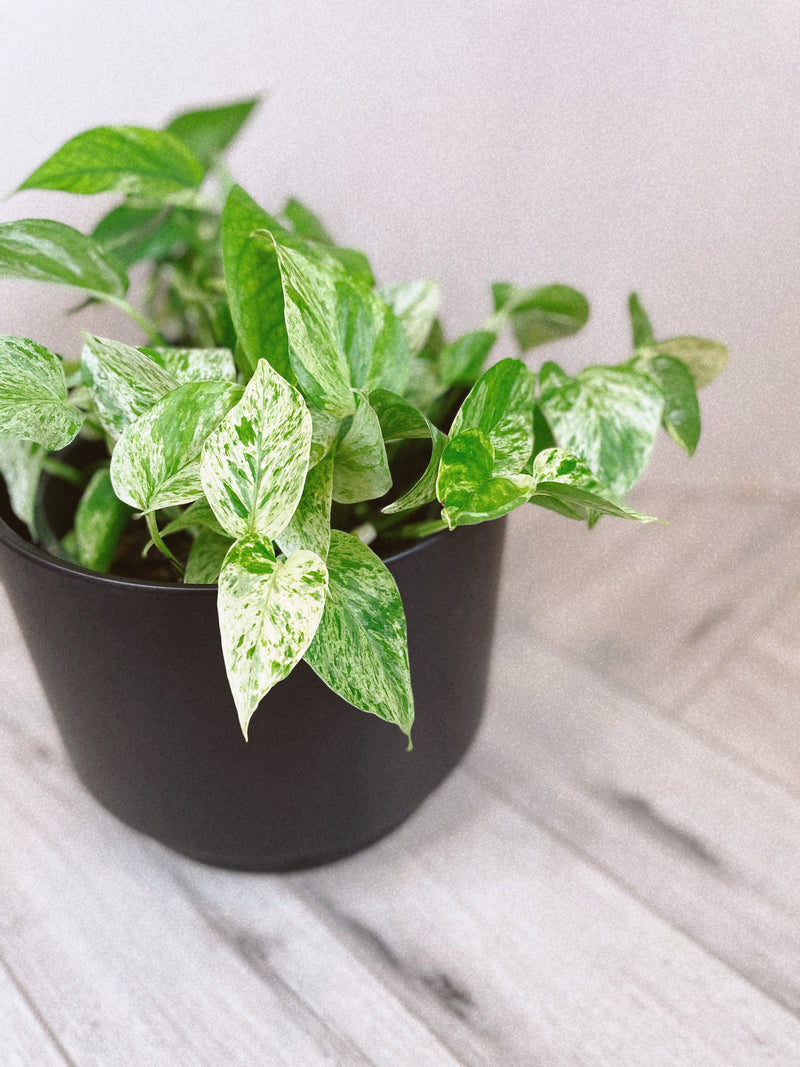 marble queen pothos for sale near me Marble Queen Pothos – The Terracotta Room