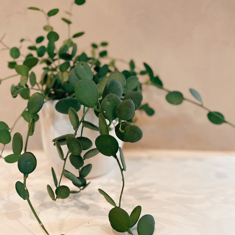 string of coins succulent String of Coins – The Terracotta Room
