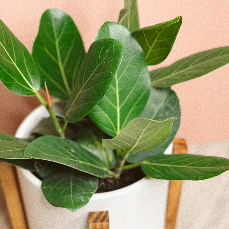 ficus audrey leaf curl Ficus 'Audrey' – The Terracotta Room