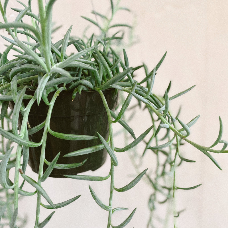 fishhook succulent care String of FIshhook – The Terracotta Room