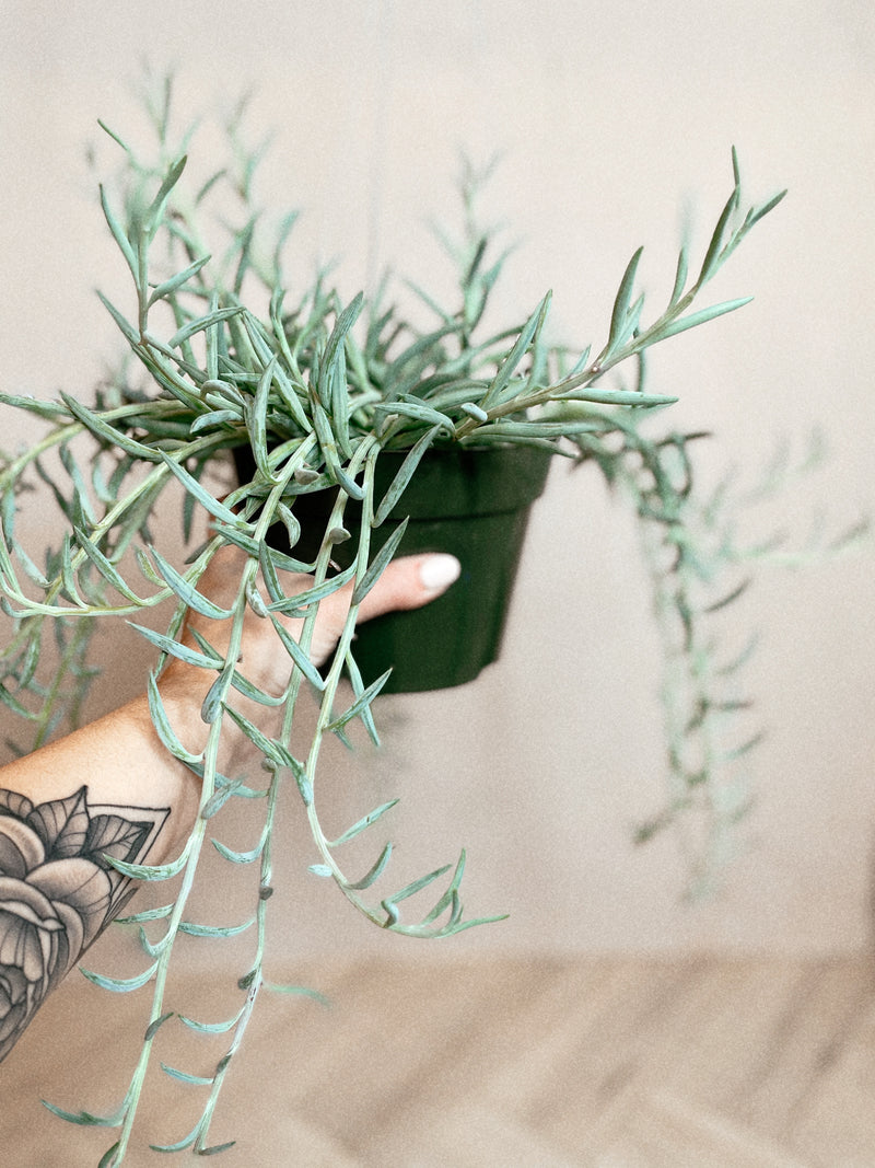 string of fishhooks succulent String of FIshhook – The Terracotta Room