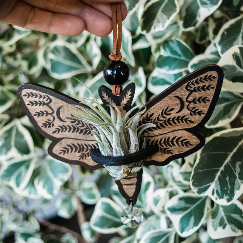 Death's Head Moth Airplant Holder Hanging Suncatcher