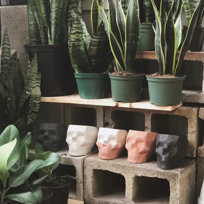 Victor Geometric Concrete Skull Planter in Black