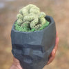 Victor Geometric Concrete Skull Planter in Black