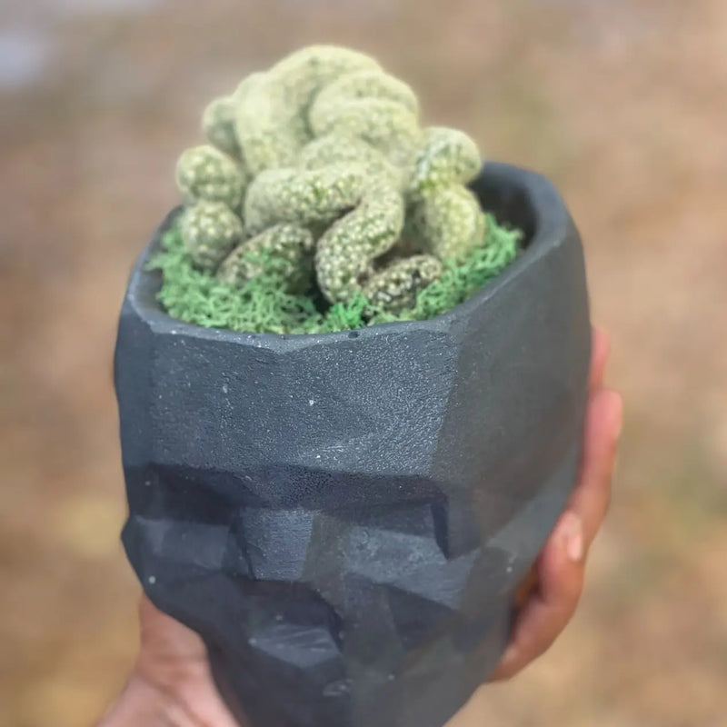 Victor Geometric Concrete Skull Planter in Black