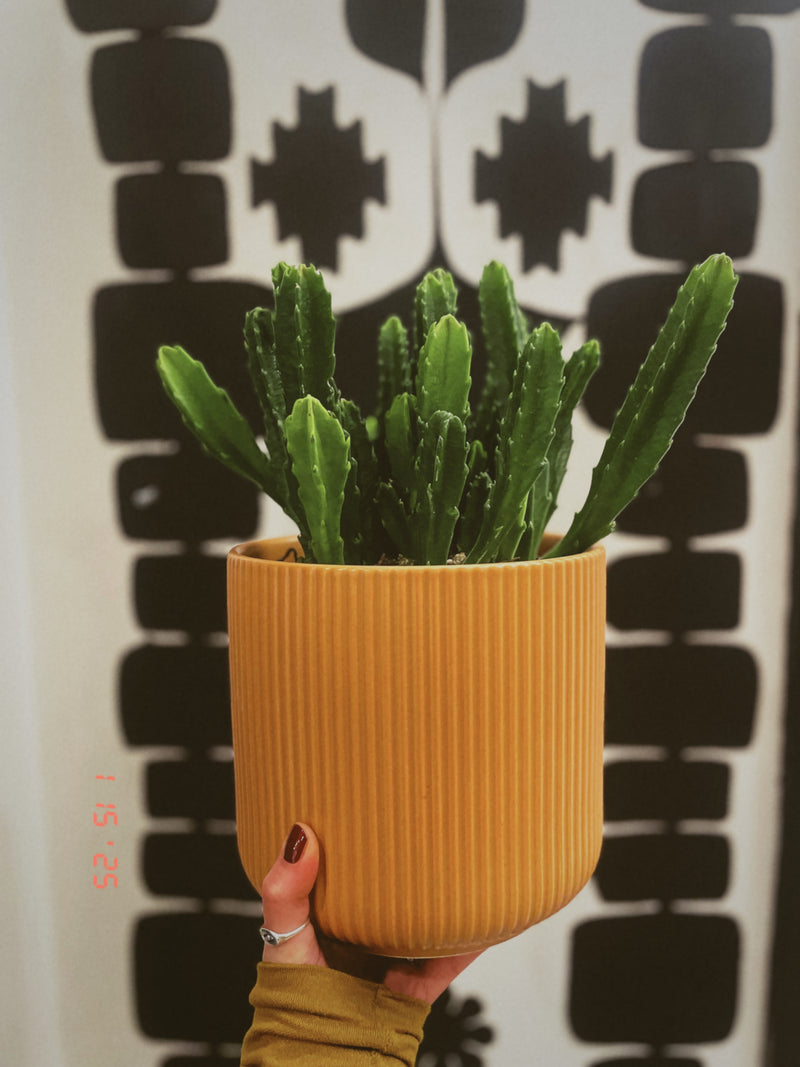 Stapelia Starfish