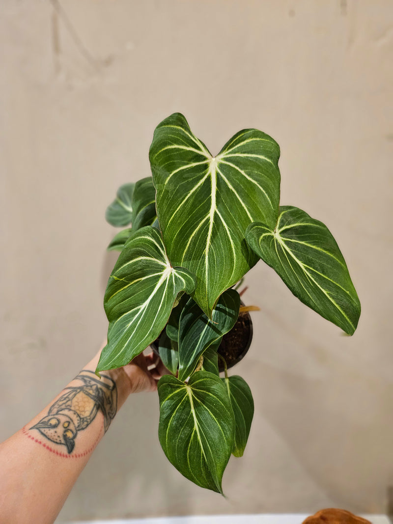 Philodendron Glorious