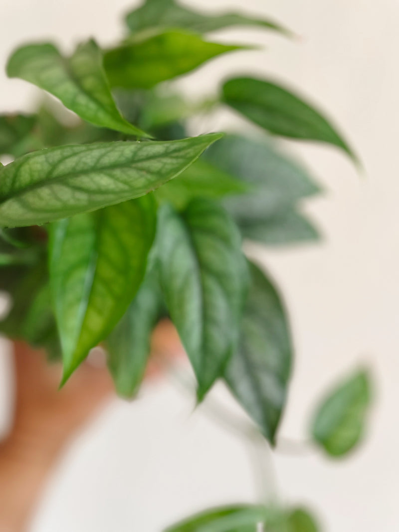 Monstera Siltepecana 'Silver Monstera'