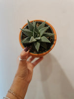Haworthia 'Miami'