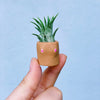 Cactits Mini Planter