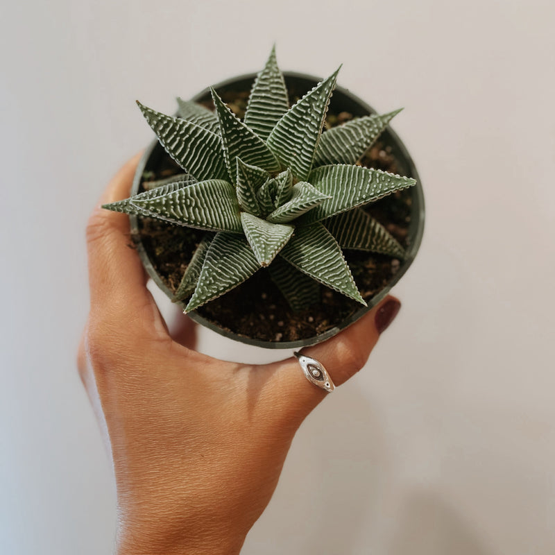 Haworthia 'Miami'