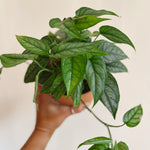 Monstera Siltepecana 'Silver Monstera'