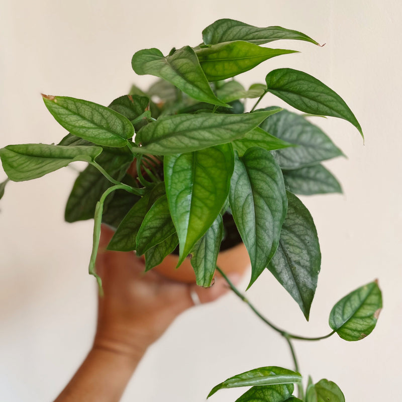 Monstera Siltepecana 'Silver Monstera'