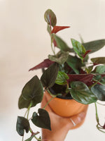 Syngonium 'Red Arrow'