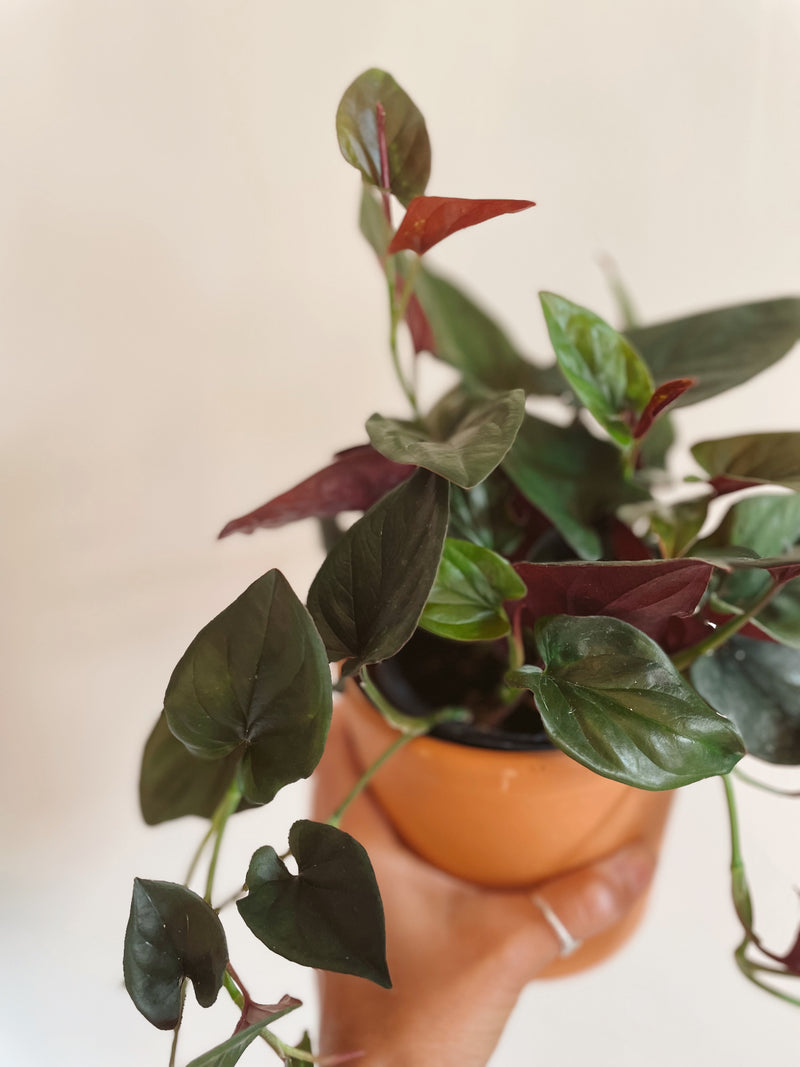 Syngonium 'Red Arrow'
