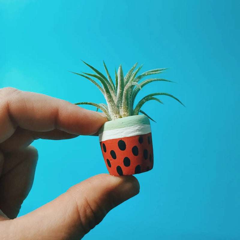 Watermelon Mini Planter