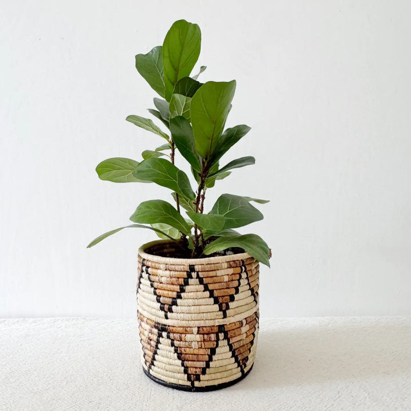 Storage Plant Basket: Busisi