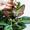 Death's Head Moth Airplant Holder Hanging Suncatcher