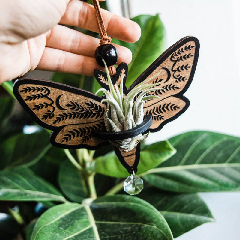 Death's Head Moth Airplant Holder Hanging Suncatcher