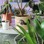 Snake Plant Pot | Serpent Planter