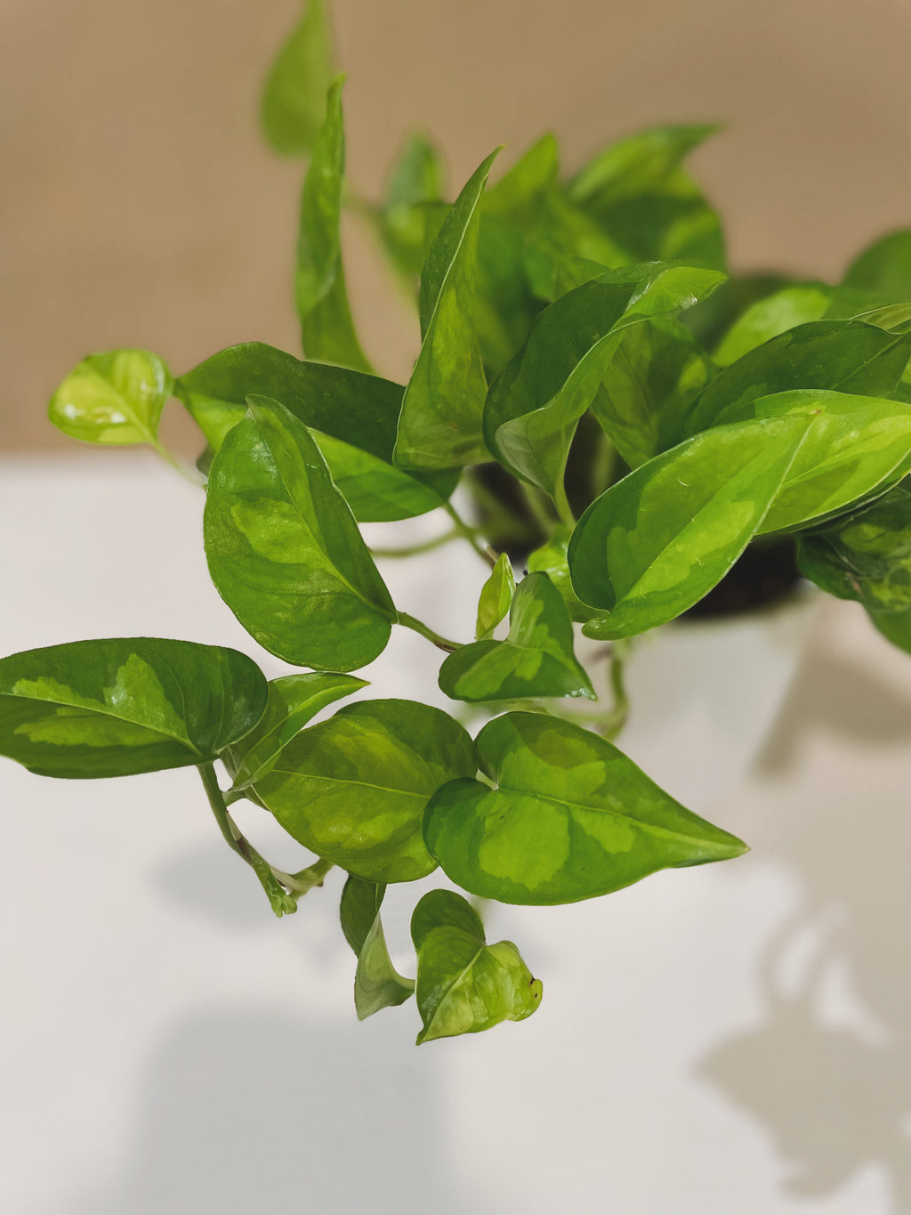 pothos green global Global Green Pothos – The Terracotta Room