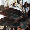 Assorted Jewel Orchid