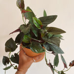 Syngonium 'Red Arrow'