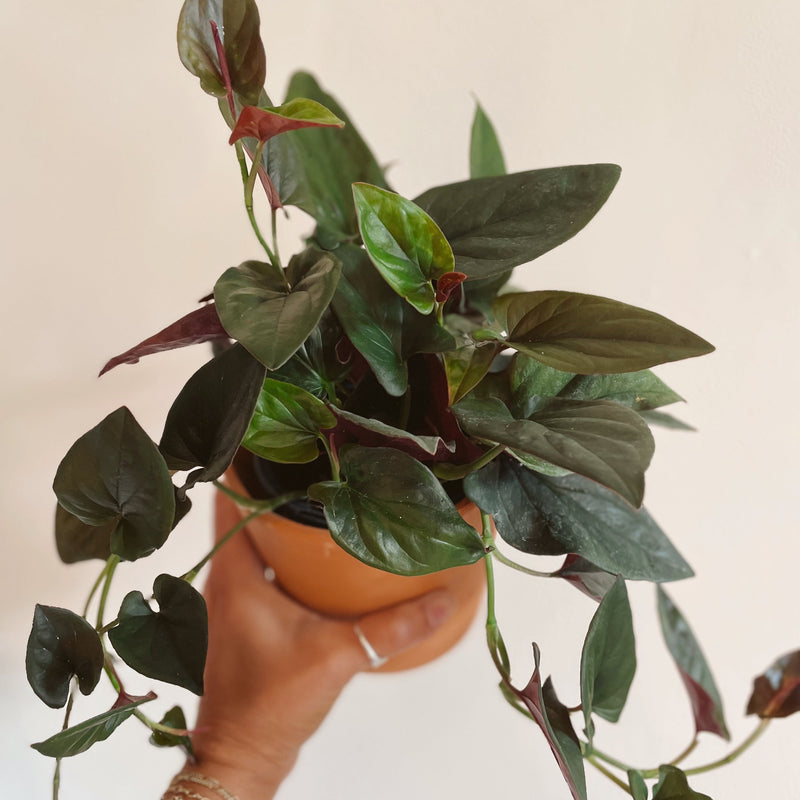 Syngonium 'Red Arrow'