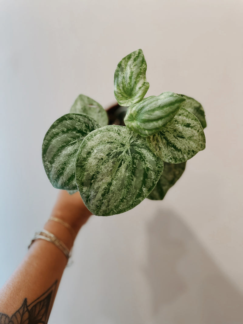 Variegated Peperomia 'Watermelon'