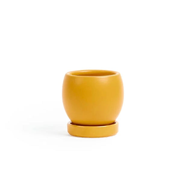 Bollé Pots with Water Saucer in Mustard