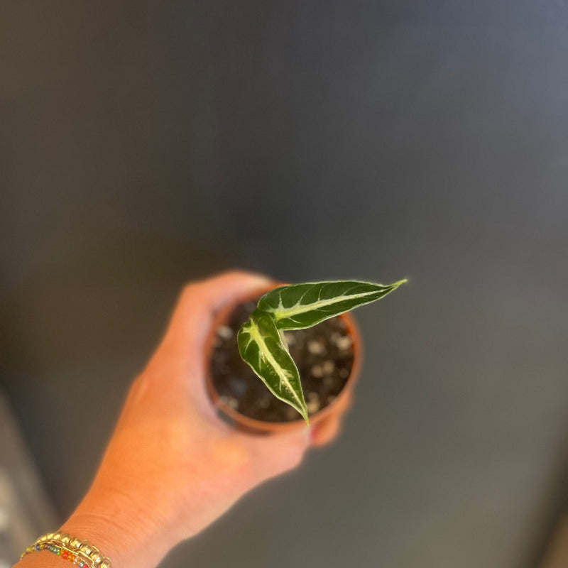 Baby Props