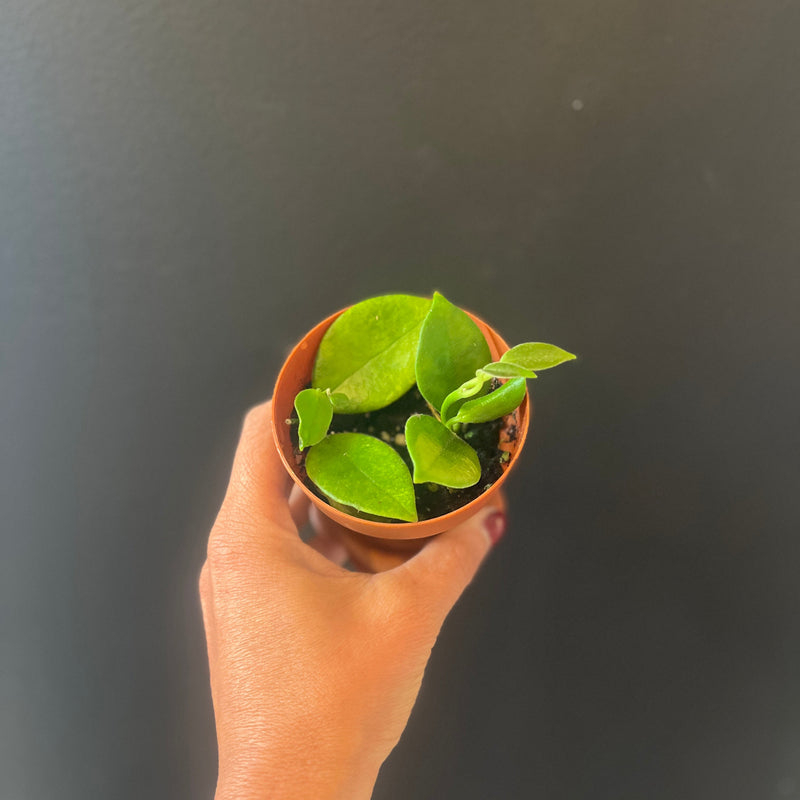 Baby Props