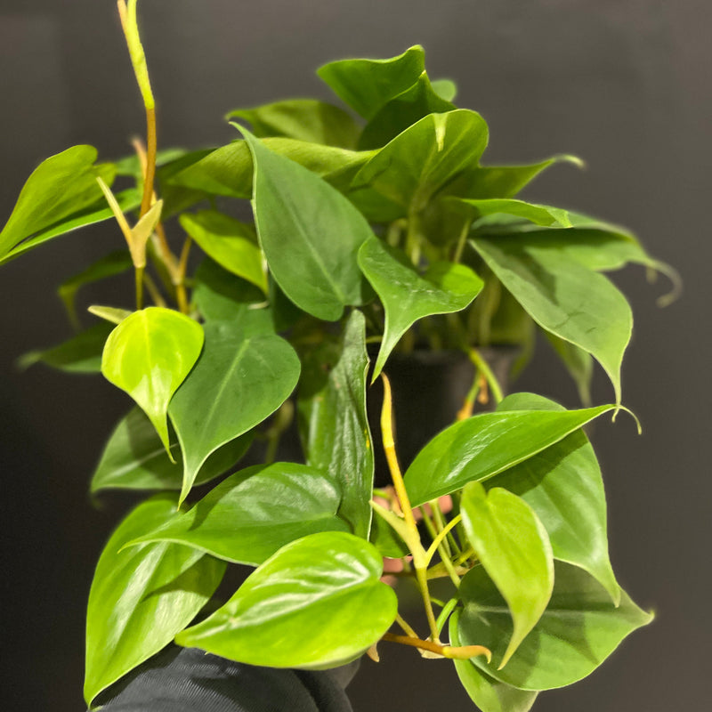 Green Philodendron