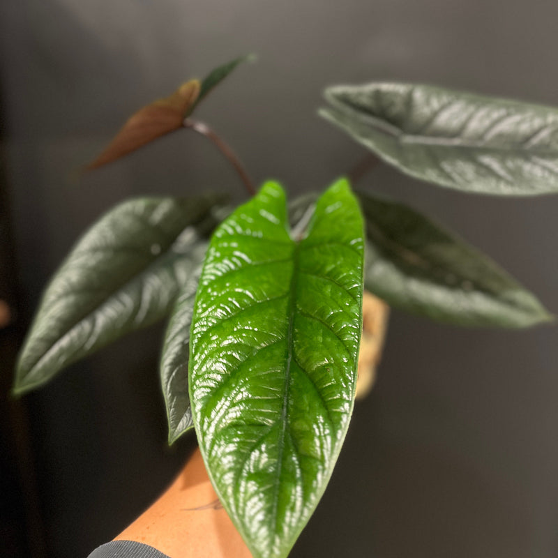 Alocasia Scalprum
