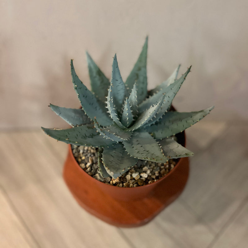 Gasteraloe 'Silver Swirls'