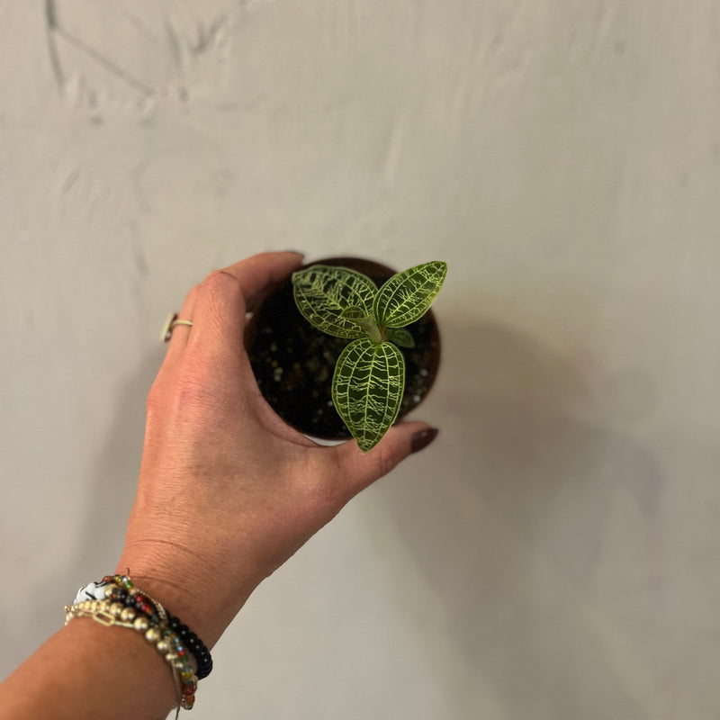 Assorted Jewel Orchid