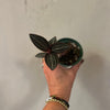 Assorted Jewel Orchid