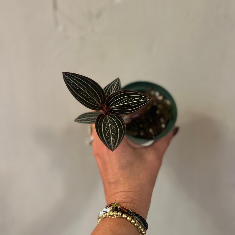 Assorted Jewel Orchid