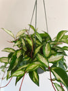 Hoya Krimson Princess